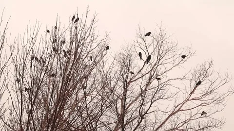 Cinematic Crows Roosting on Bare Winter Trees at Sunset, Dramatic Background Stock Footage 329012777