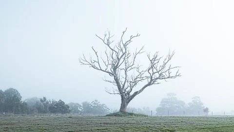 Cinematic Dead Tree in Fog 4K Stock Footage 306505283