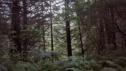Cinematic Deep Dark Forest Tracking Shot Stock Footage 107264652
