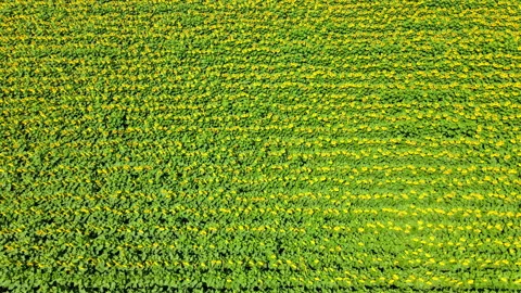 Cinematic descending to sunflowers revealing a beautiful field, car, bee passing Stock Footage