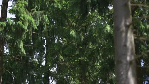 Cinematic Documentary Style Ardennes Forest in Belgium Stock Footage 325351875