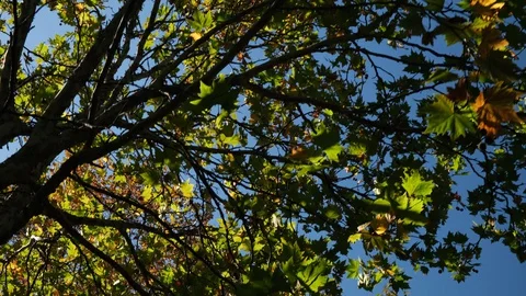 Cinematic dolly shot looking up at autumn trees as they change colour Stock Footage