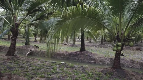 Cinematic dolly shot moving through tropical coconut palm tree plantation . Video stock 328519719