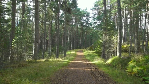 Cinematic Dolly shot of a path running between trees Video stock 86733613