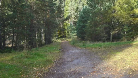 Cinematic Dolly shot of a path running between trees through Stock Footage 86734506