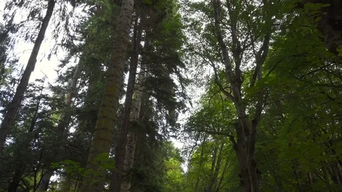 Cinematic Dolly shot of a path tree tops through a forest Stock Footage 82881654