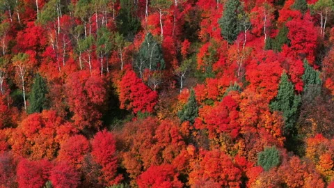 Cinematic drone aerial stunning fall warm colorful colors pop red orange Stock Footage 255993637