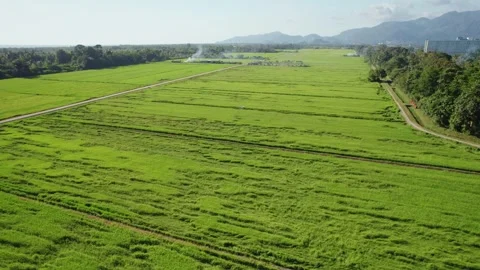 Cinematic Drone Approaching Vast Tropical Rice Fields Stock Footage 342732579