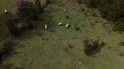 Cinematic Drone Descent to Mountain Meadow with Grazing Sheep Stock-Footage 333773889