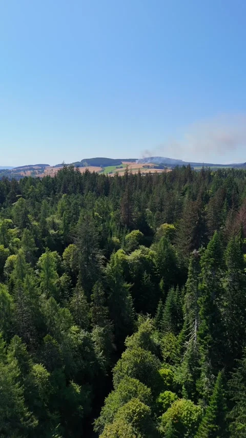 Cinematic Drone Descent Through Dense Forest Canopy Stock Footage 330660465