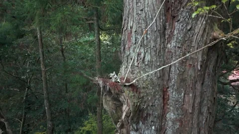 Cinematic Drone Descent Through Tall Cedar Trees Stock Footage 336556638