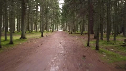 Cinematic drone flight above forest corridor Stock Footage 321423194