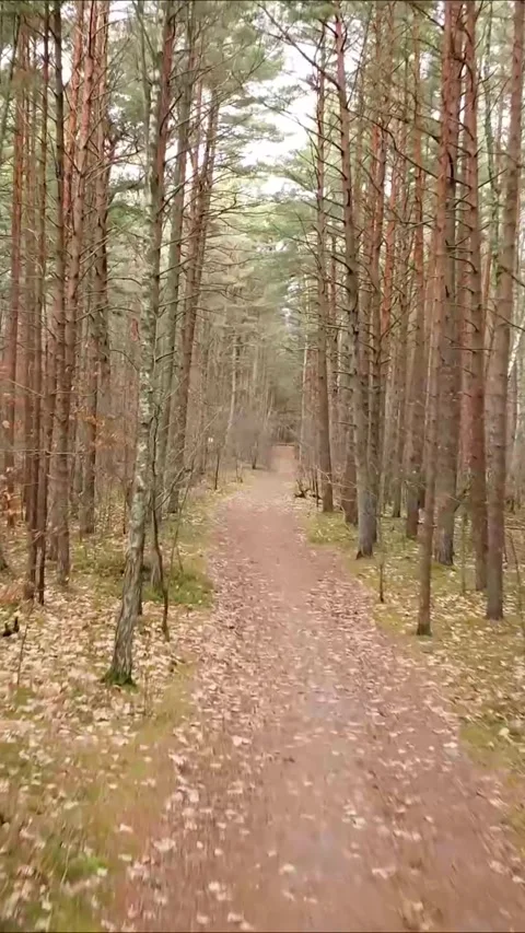 Cinematic drone flight above forest corridor, Vertical 9:16. Stock Footage 322022004