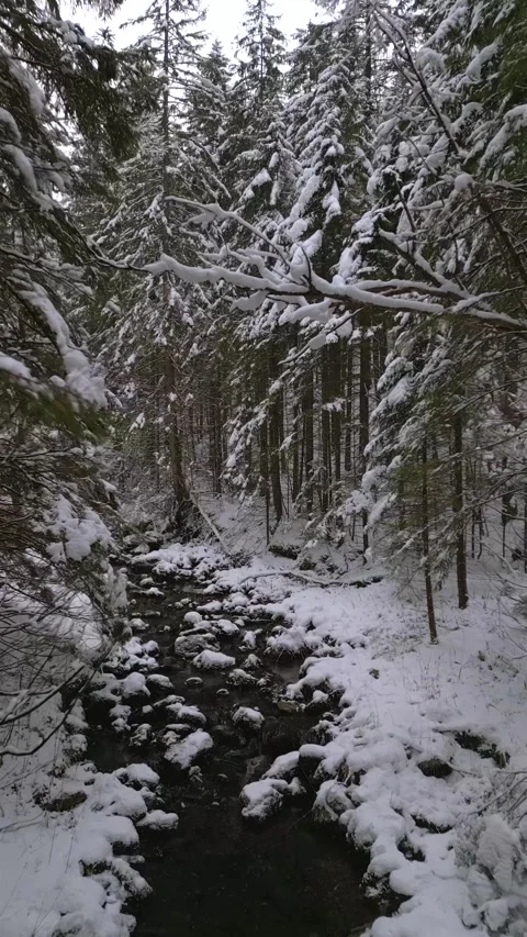 Cinematic drone flight above winding mountain stream in snowy conifer forest 動画素材 337957025