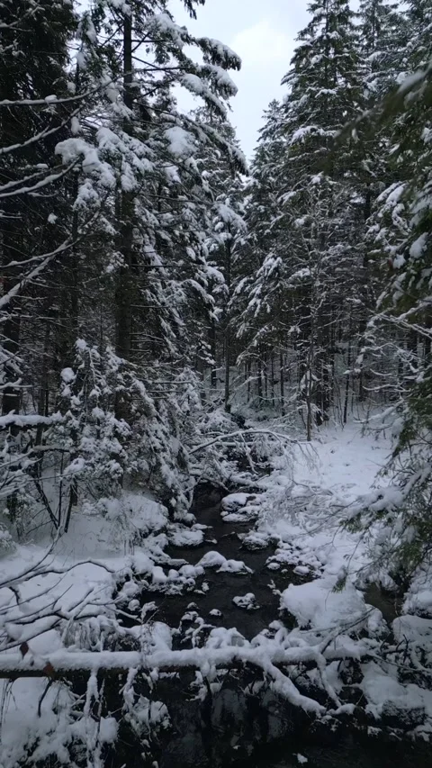 Cinematic drone flight above winding mountain stream in snowy conifer forest Stock Footage 345189153