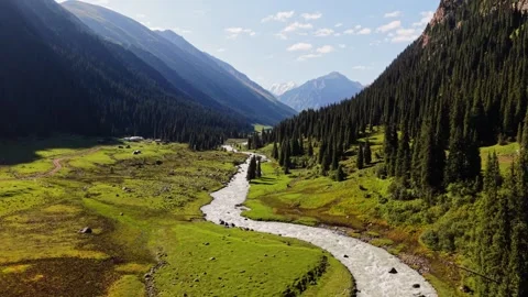 Cinematic drone flight backwards through pine forest above river in Kyrgyzstan Stock Footage 345814459