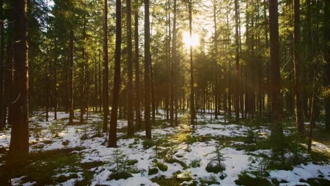 Cinematic drone flight in the forest forward towards the sun Stock Footage 246474913