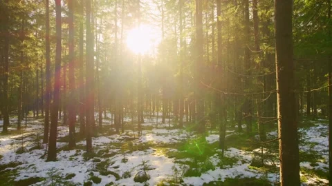 Cinematic drone flight in the forest with many trees in winter forward 스톡 동영상 246475429