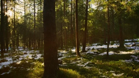 Cinematic drone flight in the forest the sun shines through the fog Stock Footage 246475994