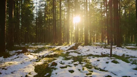 Cinematic drone flight in the forest in winter against the sun and fog forward Stock Footage 246475021
