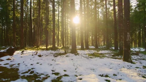 Cinematic drone flight in the forest in winter Sun and fog to the right Stock Footage 246475048