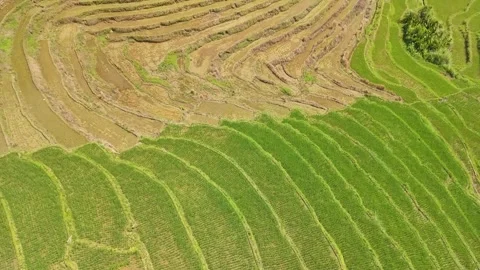 Cinematic Drone Flight Over Cadapdapan Rice Terraces in Bohol, Philippines Video stock 344320196
