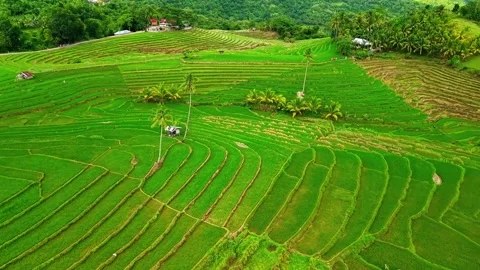 Cinematic Drone Flight Over Cadapdapan Rice Terraces in Bohol, Philippines Stock Footage 344320623