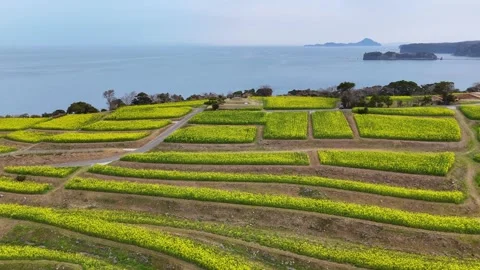 Cinematic Drone Flight Over Canola Fields Japan Peaceful Spring Scene Stock Footage 336719576