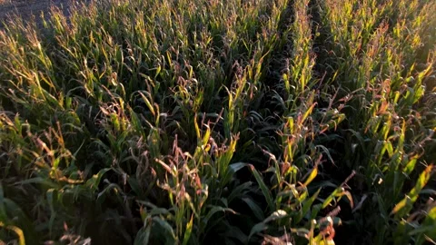 A cinematic drone flight over a cornfield at sunset, Sunset Flight Stock-Footage 316715517