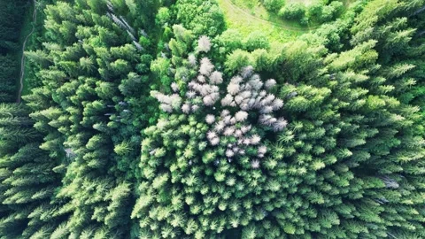Cinematic Drone Flight Over Dense Green Pine Forest in Summer Video stock 318712853