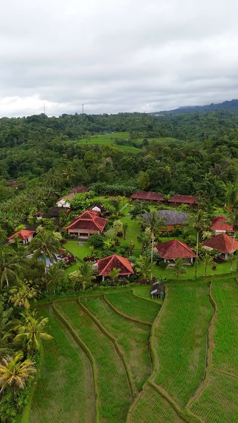 Cinematic Drone Flight Over Eco Resort Rice Terraces Tabanan 4K 库存影片 341945688