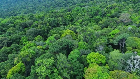 Cinematic Drone Flight Over Fresh Lush Green Tropical Jungle Canopy, Borneo Stock Footage 336186204