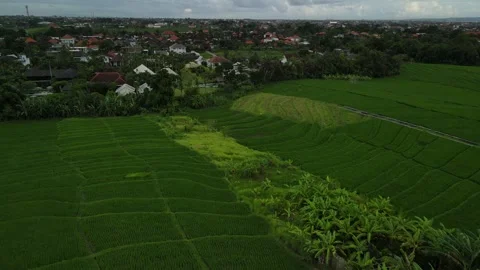 Cinematic Drone Flight Over Green Rice Fields in Canggu, Bali Stock Footage 294539031