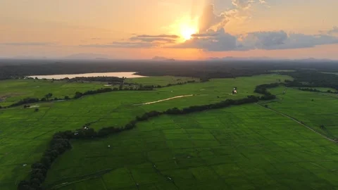 Cinematic Drone Flight Over Lush Rice Fields at Golden Sunset Stock Footage 339292111