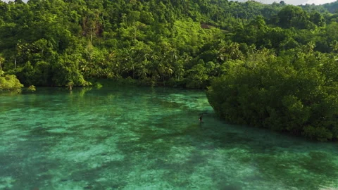 Cinematic Drone Flight Over Remote Sulawesi Palm Coastline 4K UHD Vídeos de archivo 337137570
