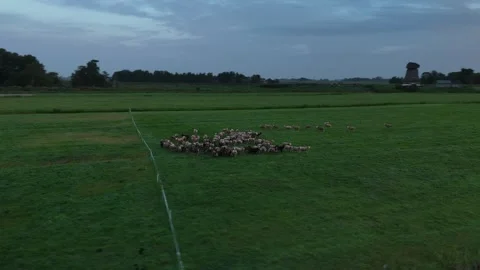 Cinematic Drone Flight Over Sheep Grazing at Sunrise Stock Footage 317403179