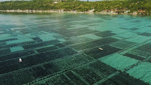 Cinematic Drone Flight Over Traditional Seaweed Farm Channel 4K UHD Stock Footage 341004280