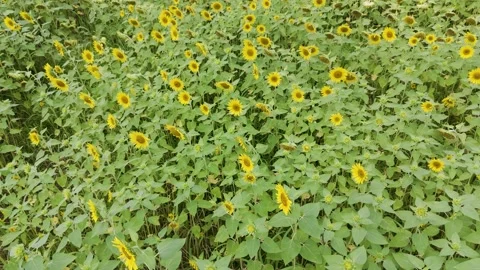Cinematic Drone Flight Over Vibrant Sunflower Fields Japan Stock Footage 336831249
