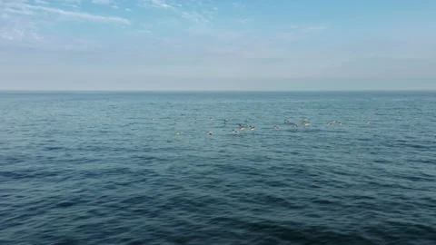Cinematic drone flight in parallel with flock birds soaring low above water 4K Video stock 162870629
