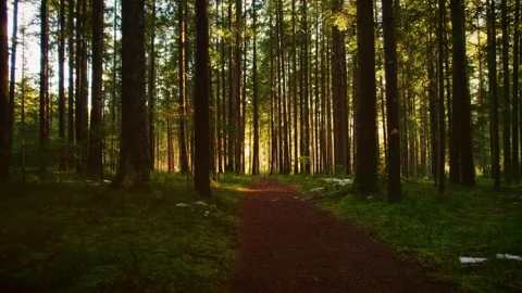 Cinematic drone flight through the dark forest Stock Footage 246476032