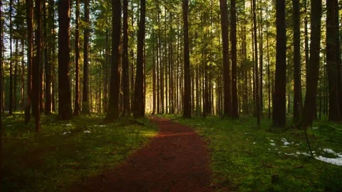 Cinematic drone flight through the forest the sun blinks through the trees Stock Footage 246476467