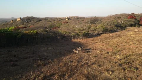 Cinematic drone fly-away from wild zebras revealing African savannah landscape 動画素材 334654940