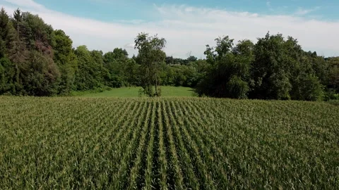Cinematic drone flying above cornfields Видео 247319575