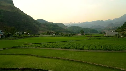 Cinematic drone flying low over green rice field in a valley in Vietnam Video stock 313797699