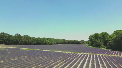Cinematic Drone Footage of Lavender Fields in Provence, South of France Stock Footage 340827742