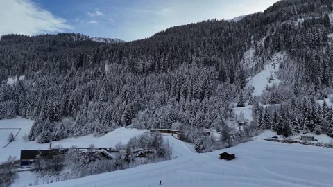 Cinematic Drone Forward Flight Over Frosty Pine Woodland on a Bright Win Stock Footage 331998480