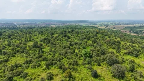 Cinematic-drone-forward-flight-over-green-woodland-farmland-landscape Stock Footage 341770668