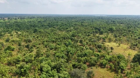 Cinematic-drone-forward-flight-over-green-woodland-landscape Stock Footage 341770816