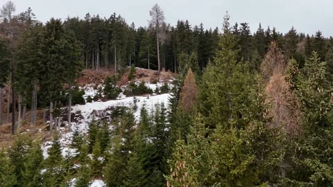 Cinematic Drone Forward Flight Through Snowy Pine Forest in Winter with Stock Footage 331664418