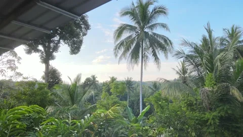 Cinematic Drone move on car park, coconut tree and other trees Stock Footage 149280171